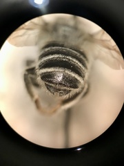 Megachile texana