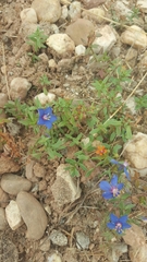 Primulaceae