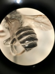 Megachile texana
