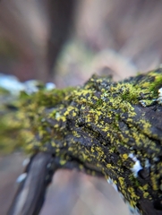 Candelariella efflorescens