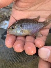 Lepomis marginatus