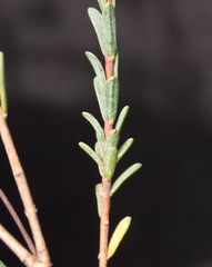 Pimelea brevifolia modesta