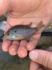 Lepomis marginatus