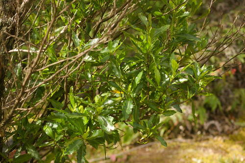 Dodonaea viscosa observed 2022-12-28