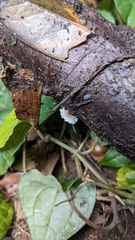 Agaricales