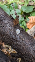 Agaricales