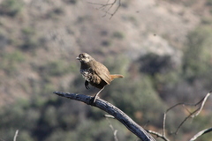 Pteroptochos megapodius