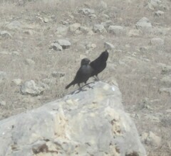 Onychognathus tristramii