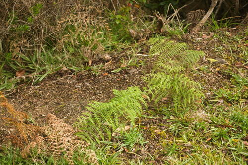 Pteridium aquilinum observed 2022-12-28