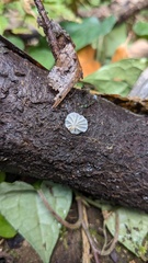 Agaricales
