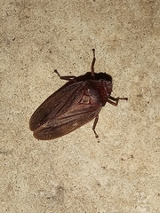 Mahanarva