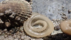 Benhamina obliquata