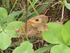 Maniola jurtina