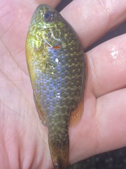Lepomis peltastes