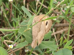 Maniola jurtina