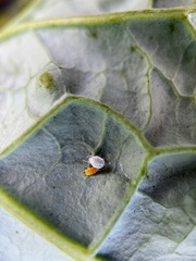 Aphidoletes aphidimyza