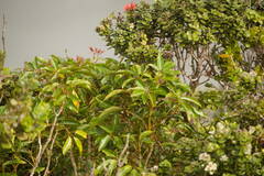 Cheirodendron trigynum