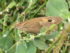 Maniola jurtina
