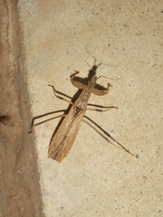 Ctenotrachelus