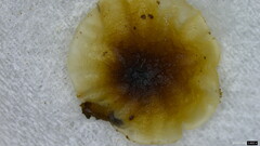 Agaricales