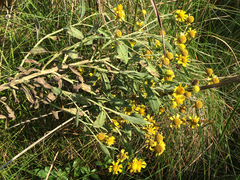 Helenium autumnale autumnale