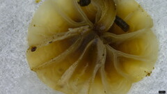 Agaricales