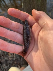 Umbra pygmaea