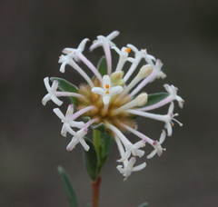 Pimelea angustifolia