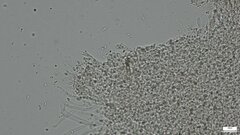 Agaricales