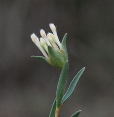 Pimelea angustifolia