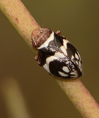 Bathyllus albicinctus