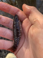 Umbra pygmaea