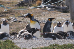 Aptenodytes patagonicus