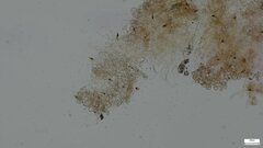 Agaricales