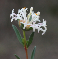 Pimelea angustifolia