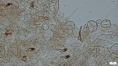 Agaricales