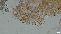 Agaricales