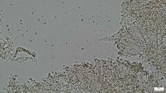 Agaricales