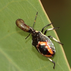 Oechalia schellenbergii