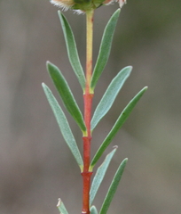 Pimelea angustifolia