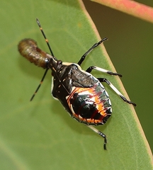 Oechalia schellenbergii