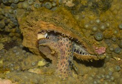 Monoplex parthenopeus