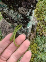 Lepisorus thunbergianus