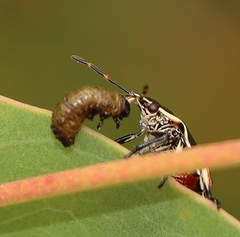 Oechalia schellenbergii