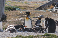 Aptenodytes patagonicus