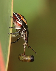 Oechalia schellenbergii