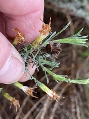 Rhopalomyia ericameriae