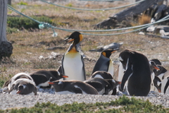 Aptenodytes patagonicus