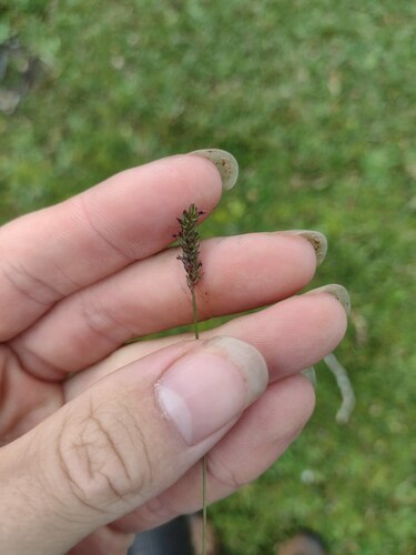 Sacciolepis indica observed 2022-12-28