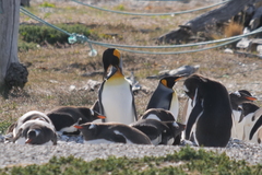 Aptenodytes patagonicus